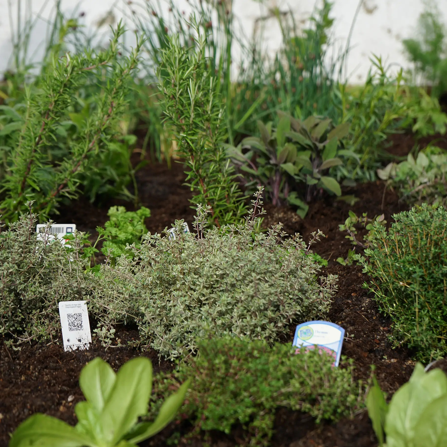 Fully sustainable raised garden grown in our office by our colleagues supplies herbs and vegs for our lunches